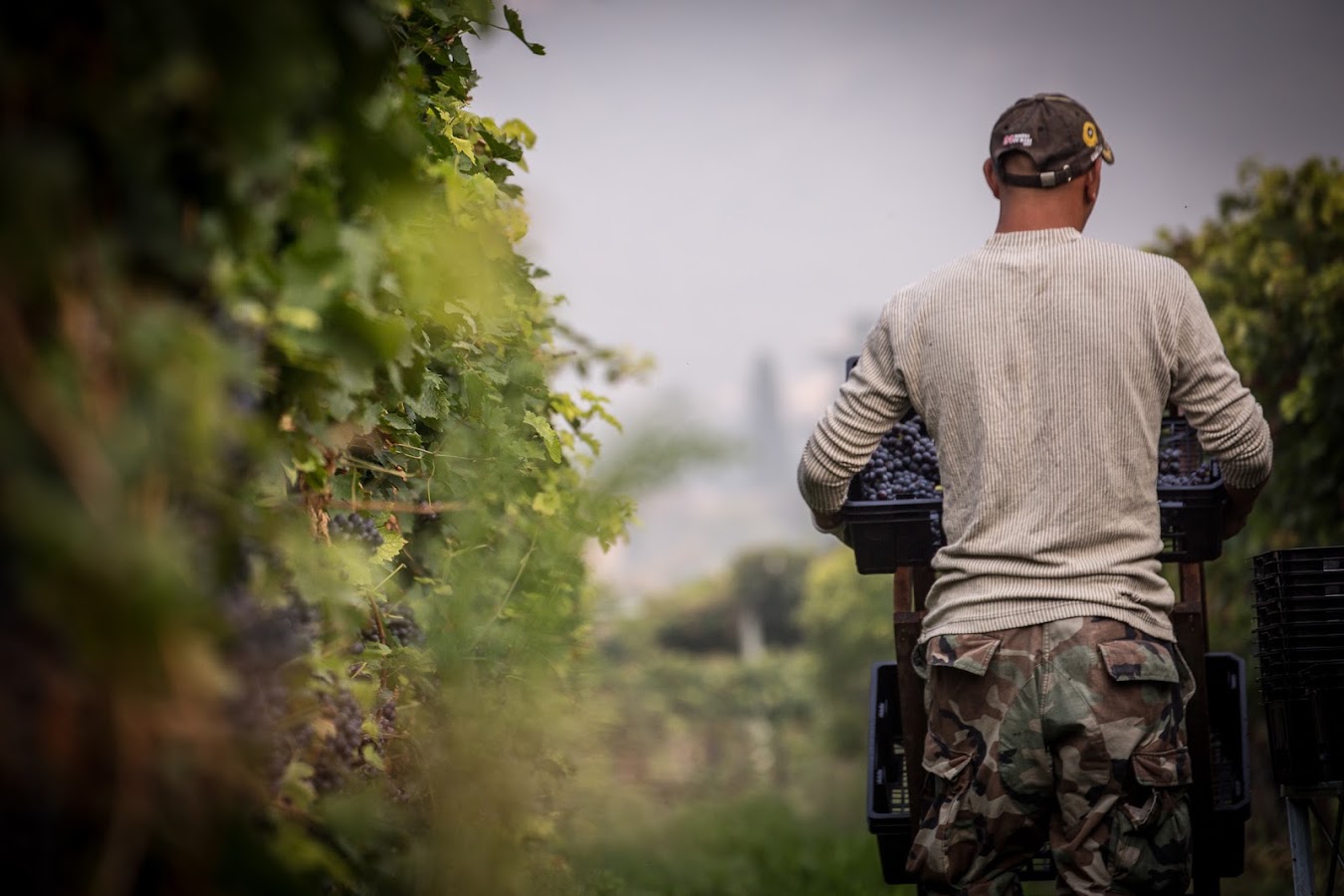 Amarone Della Valpolicella, Restaurants gastronomiques